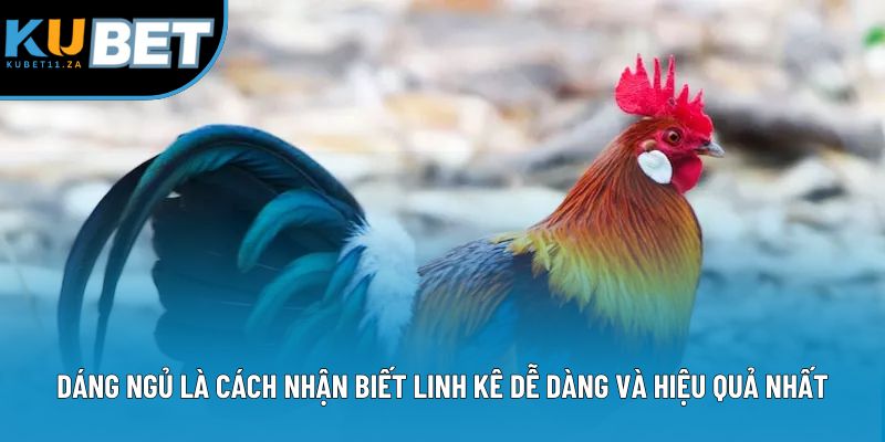 Dáng ngủ là cách nhận biết linh kê dễ dàng và hiệu quả nhất Dáng ngủ là cách nhận biết linh kê dễ dàng và hiệu quả nhất