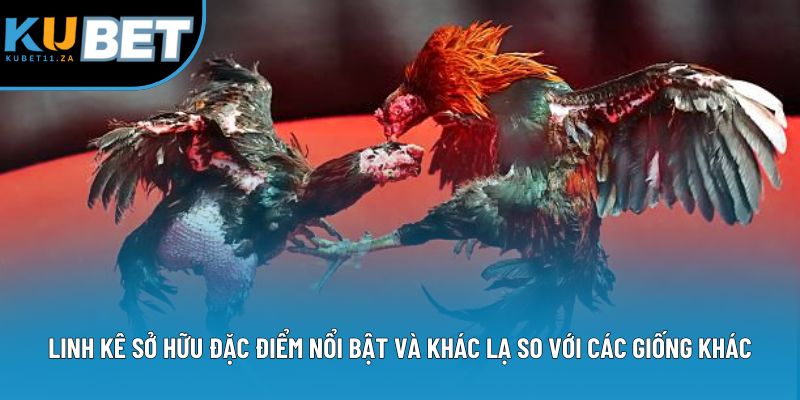 Linh kê sở hữu đặc điểm nổi bật và khác lạ so với các giống khác Linh kê sở hữu đặc điểm nổi bật và khác lạ so với các giống khác
