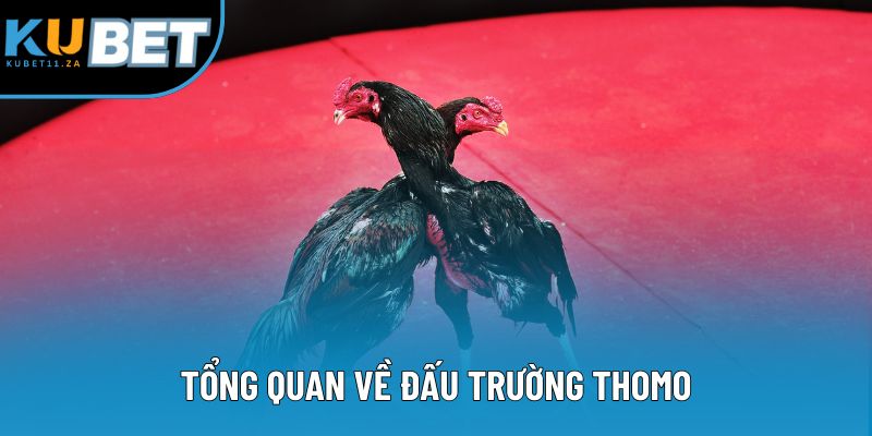 Tổng quan về đấu trường thomo Tổng quan về đấu trường thomo