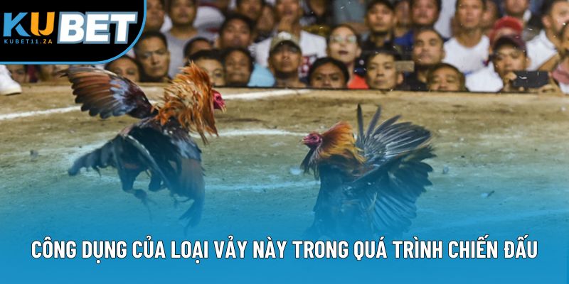 Công dụng của loại vảy này trong quá trình chiến đấu Công dụng của loại vảy này trong quá trình chiến đấu