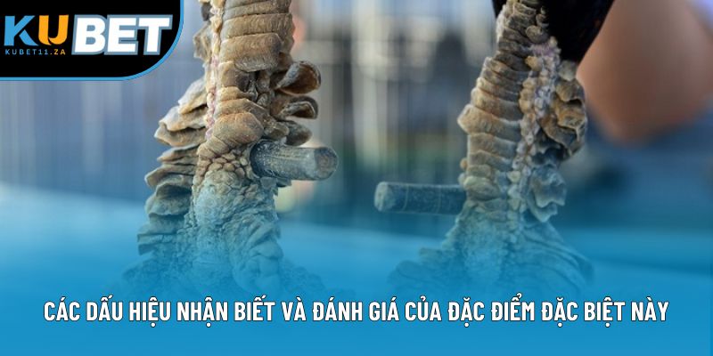 Các dấu hiệu nhận biết và đánh giá của đặc điểm đặc biệt này Các dấu hiệu nhận biết và đánh giá của đặc điểm đặc biệt này