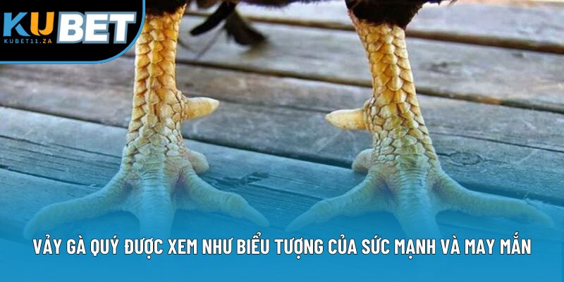 Vảy gà quý được xem như biểu tượng của sức mạnh và may mắn Vảy gà quý được xem như biểu tượng của sức mạnh và may mắn